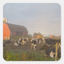 Holstein dairy cows outside a barn at sunrise sticker