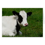 Holstein Fresian Calf on Grass Card
