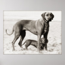 homeland security print