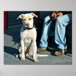 Homeless Man & Dog #2 Poster