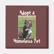 Homeless Pet Magnet