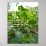 Homestead Pond Poster