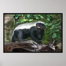 Honey Badger Poster