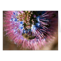 Honey Bee and Flower Cards