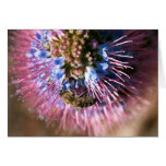 Honey Bee and Flower cards