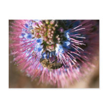 Honey Bee and Flower Post Card