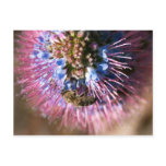 Honey Bee and Flower postcards