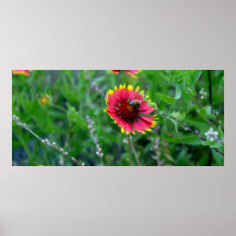 Honey Bee and the Indian Blanket Posters