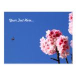 Honey Bee Flying into Cherry Blossom Postcards