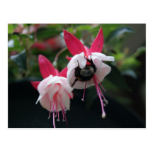 honey bee in a pink flower postcard