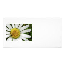 Honey Bee on a Daisy Photo Card Template