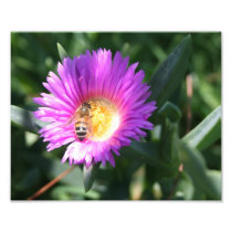 Honey Bee on Pink Daisy - 10 x 8 Photo Print