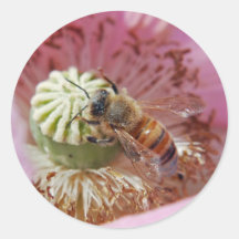 Honey bee on poppy flower - Sticker
