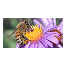 Honey Bee on Purple Pink Flower Photo Cards