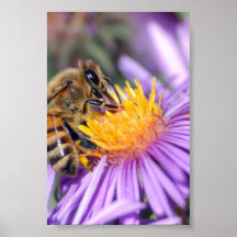 Honey Bee on Purple Pink Flower Print