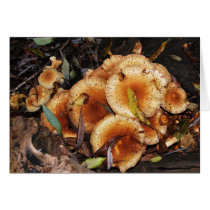 Honey Fungus Armillaria Mellea Cards