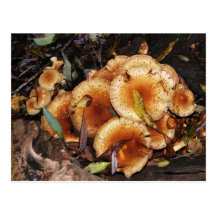 Honey Fungus Armillaria Mellea Postcard