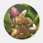 Honeybee Magnets