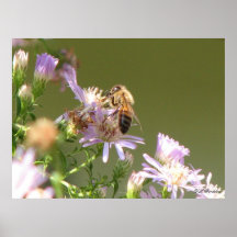 Honeybee on Asters Print