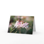 Honeysuckle Azalea Card