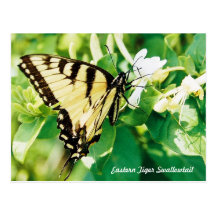 Honeysuckle Butterfly Postcard