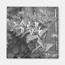 Honeysuckle Fridge Magnets