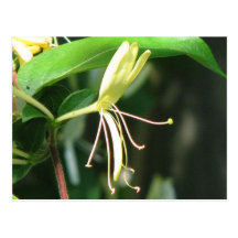 Honeysuckle Post Card