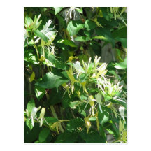 Honeysuckle Post Card