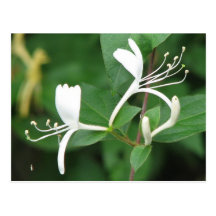 Honeysuckle Post Card