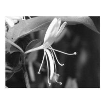 Honeysuckle Post Card