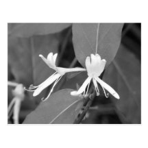 Honeysuckle Post Card