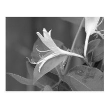 Honeysuckle Post Card