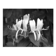 Honeysuckle Post Cards