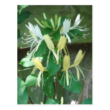 Honeysuckle Post Cards