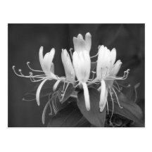 Honeysuckle Post Cards