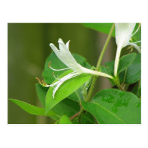 Honeysuckle Post Cards