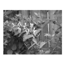 Honeysuckle Postcard