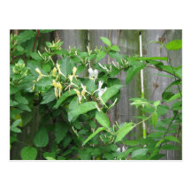 Honeysuckle Postcard