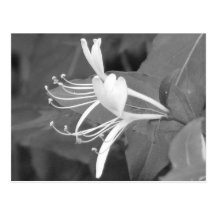 Honeysuckle Postcard