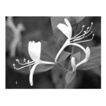 Honeysuckle Postcard