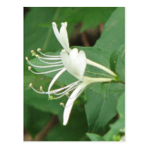 Honeysuckle Postcard