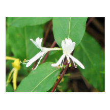 Honeysuckle Postcards