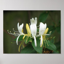 Honeysuckle Print