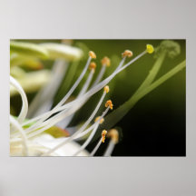 Honeysuckle stamens posters
