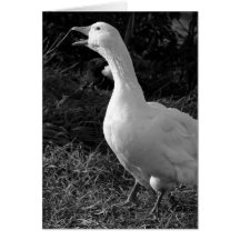 Honking Sebbie Cards