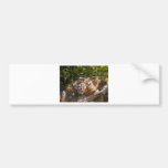 Honouring Glass Tiger Bumper Sticker