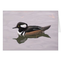 Hooded Merganser Cards