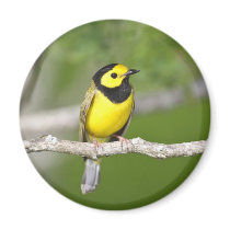 Hooded Warbler Fridge Magnet