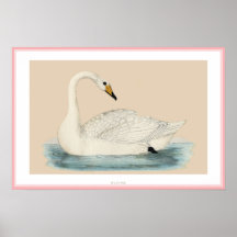 HOOPER SWAN POSTERS