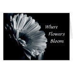Hope Blooms Cards